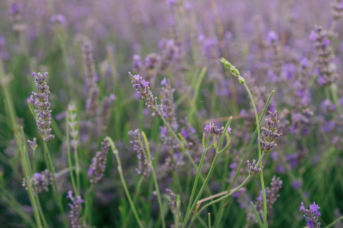<strong>Fresh Flowers</strong>